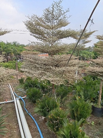 Cây Bàng Cẩm Thạch 2 tầng Cây Bàng Cẩm Thạch 2 tầng